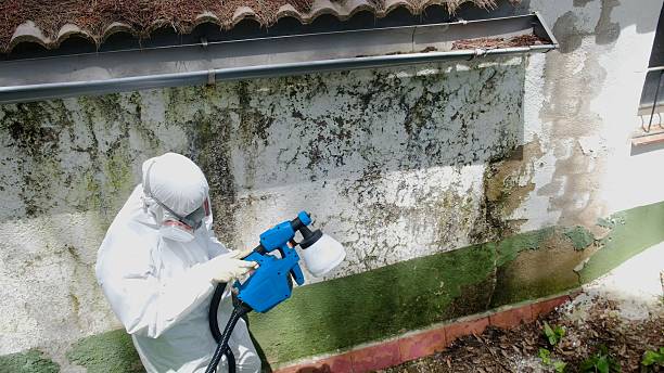 Top rated local Mold Remediation specialists in Camas, WA